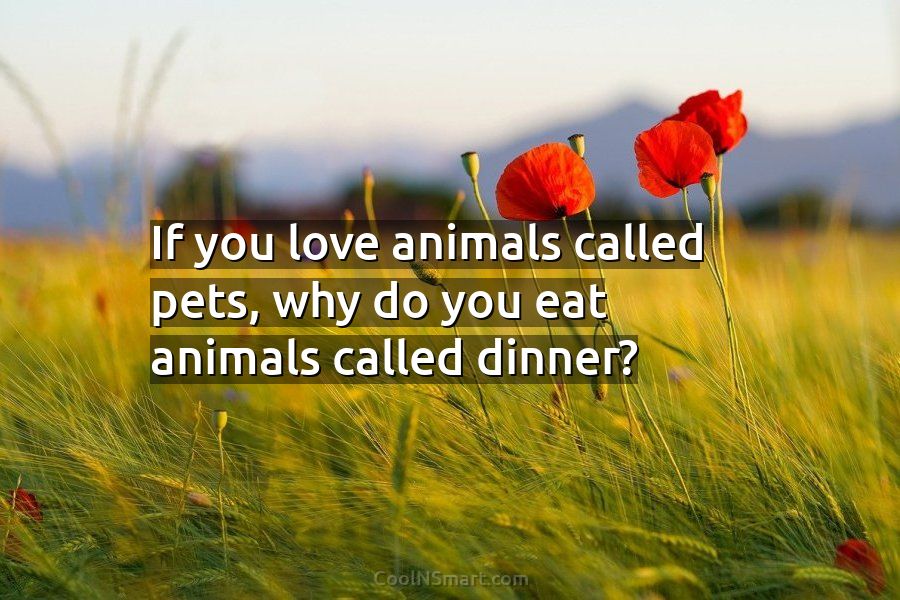 Quote: If you love animals called pets, why do you eat animals called... -  CoolNSmart