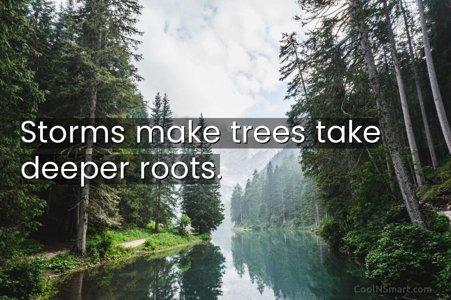 storms make trees grow deeper roots
