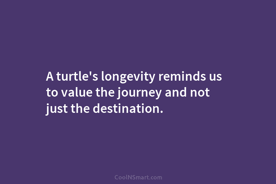 A turtle’s longevity reminds us to value the journey and not just the destination.