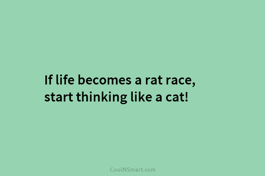 If life becomes a rat race, start thinking like a cat!